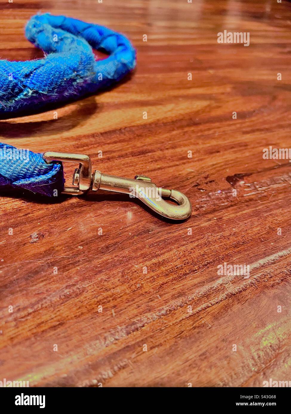Guinzaglio di cane blu. Include lo spazio di stampa. - Immagine stock catturata con smartphone
