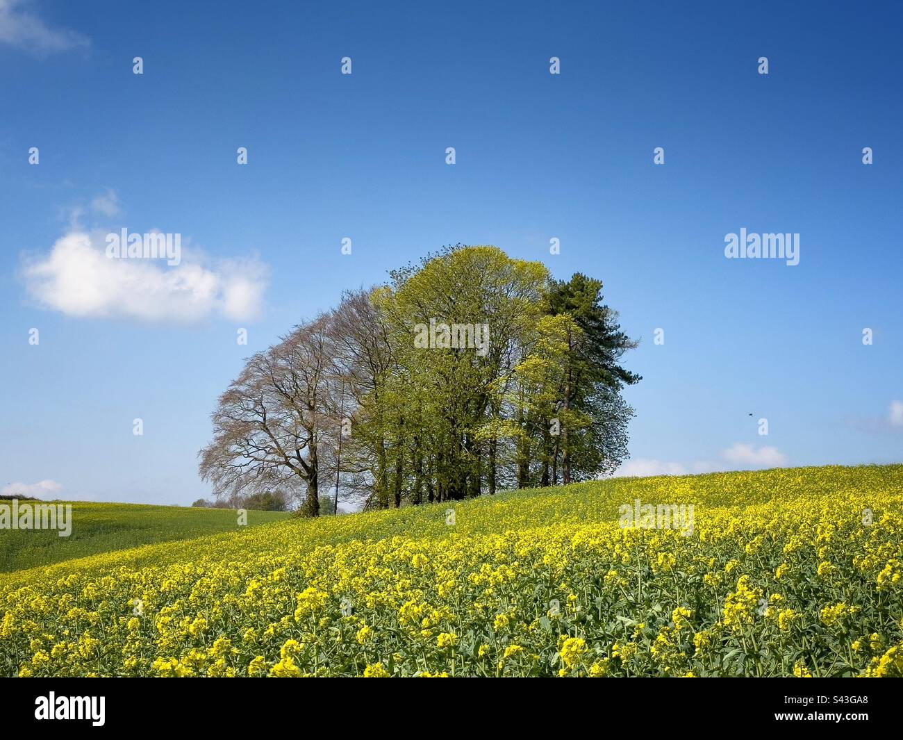 Grumo di alberi in un campo giallo Foto Stock