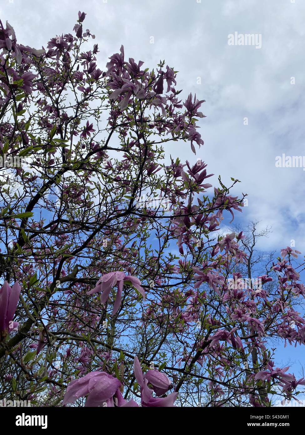 Albero fiorente a Muncie, Indiana Foto Stock