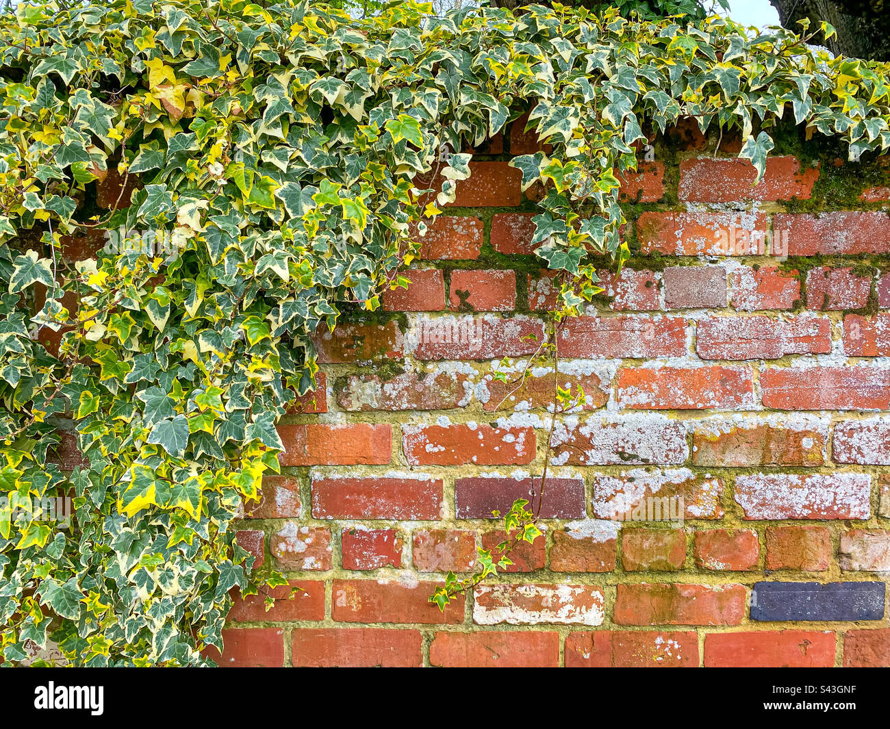 Edera variegata che cresce su un vecchio muro di mattoni rossi intatto Foto Stock