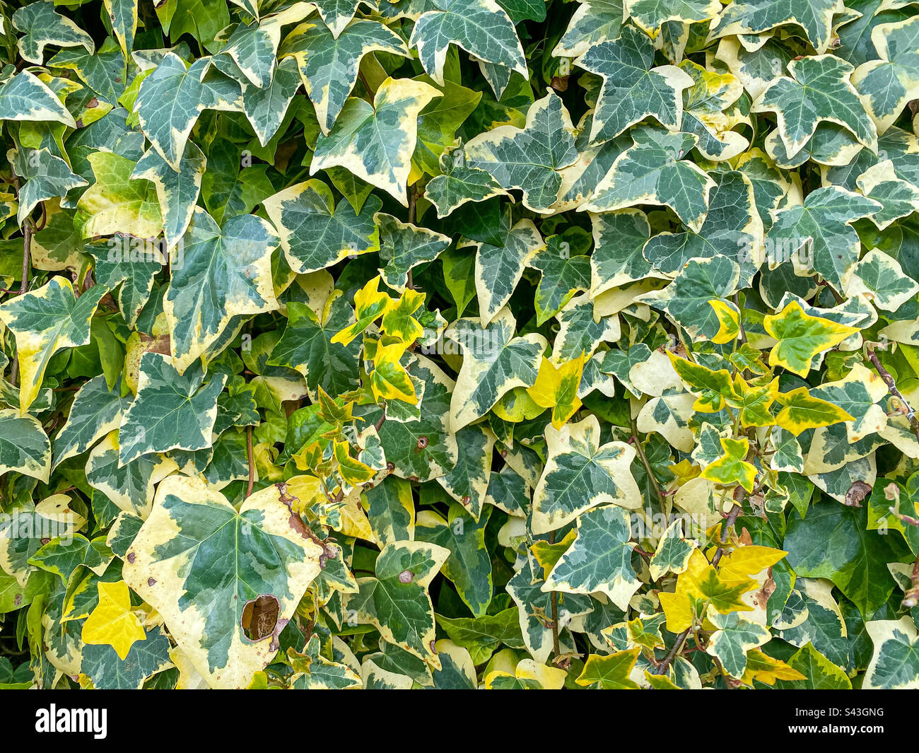 Vista ravvicinata dell'edera variegata che cresce su un muro. Foto Stock