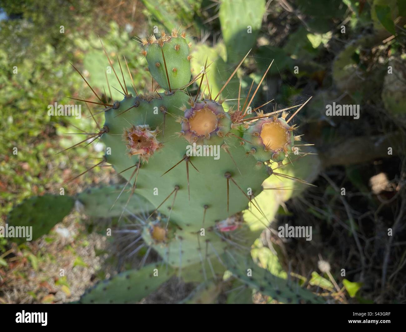 Primo piano cactus in Algarve, Portogallo. Foto Stock