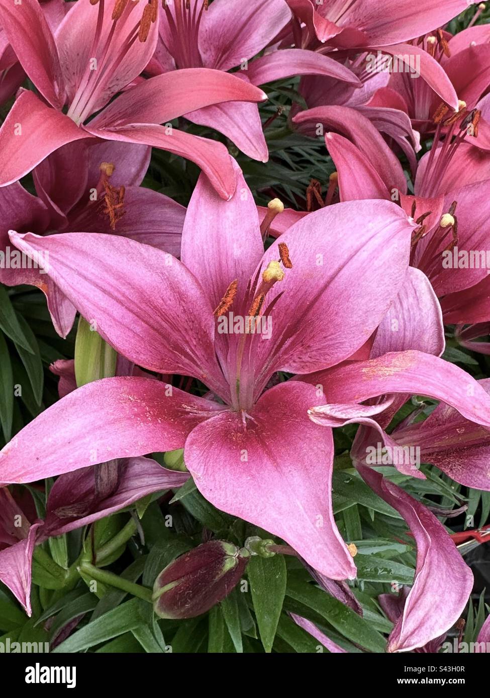 Gigli rosa fioriscono in un giardino Foto Stock