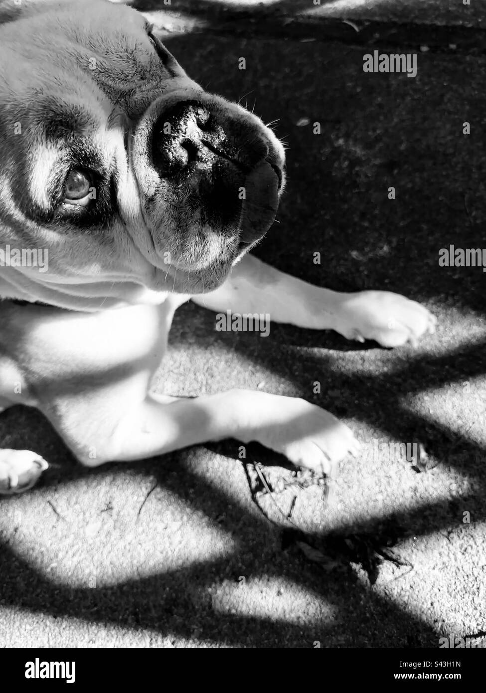 Adorabile vecchio Bulldog inglese “Conrad.” Mostrare la strada. Gli amanti degli animali domestici capiscono. Foto Stock