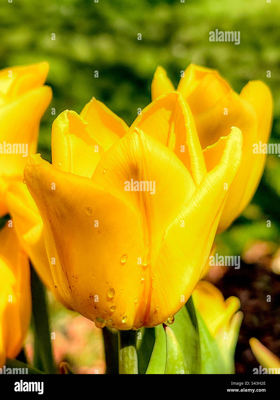 Tulipani della sorgente Foto Stock