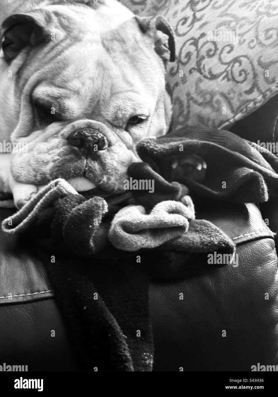 Divertente Bulldog inglese. Gli amanti degli animali possono ottenere il loro calzino extra indietro; infine.😂 Foto Stock