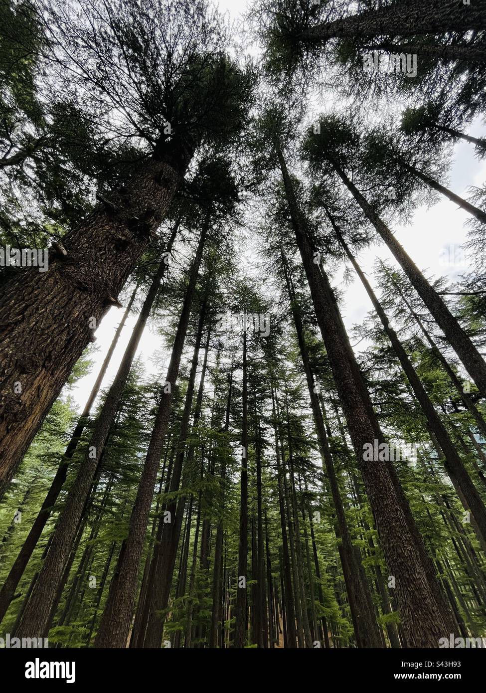 Un grumo di alberi nel bosco Foto Stock