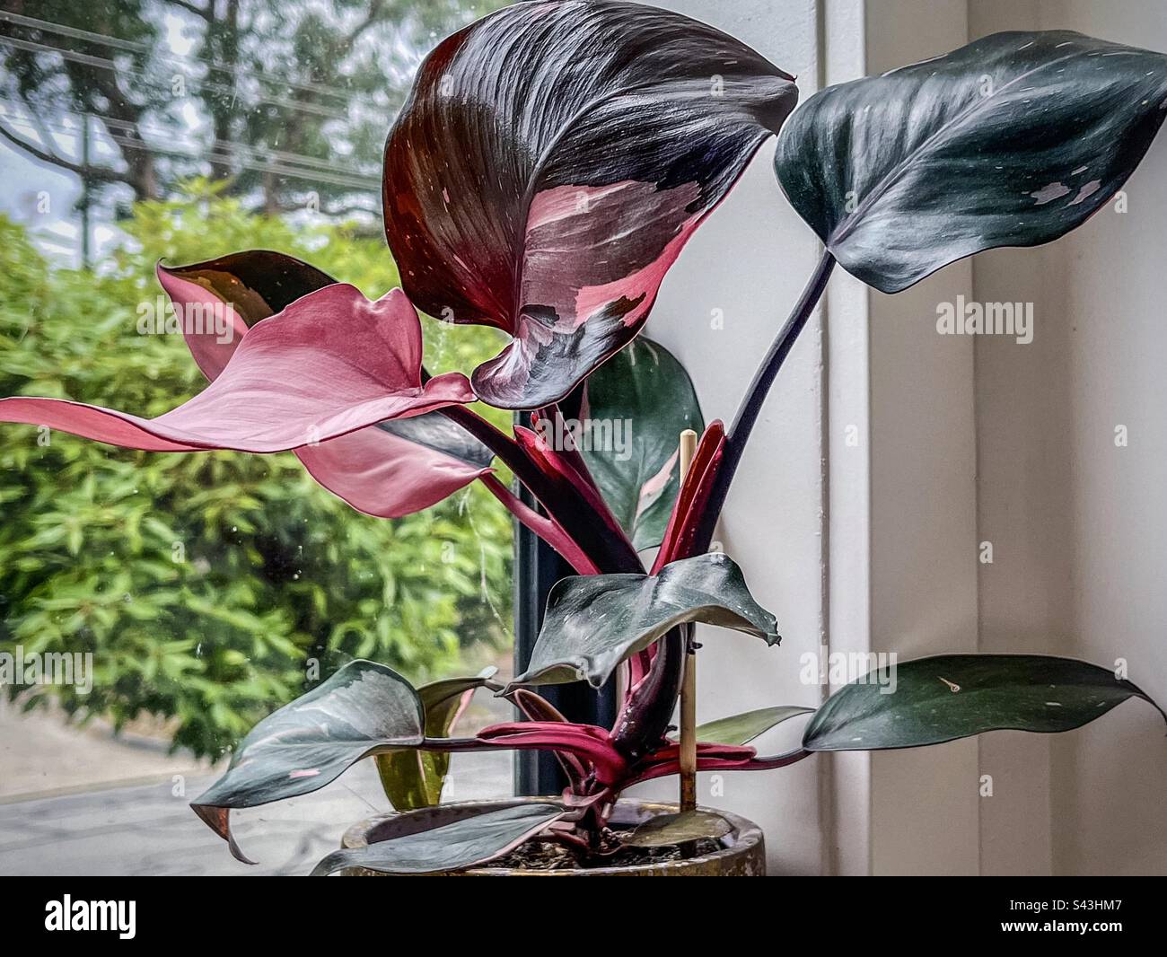 Primo piano di una pianta in vaso della principessa Rosa Philodendron con foglie variegate rosa e verde sul davanzale. Foto Stock