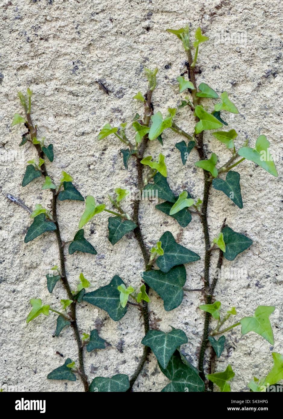 Germogli verdi di edera, salendo su un muro Foto Stock