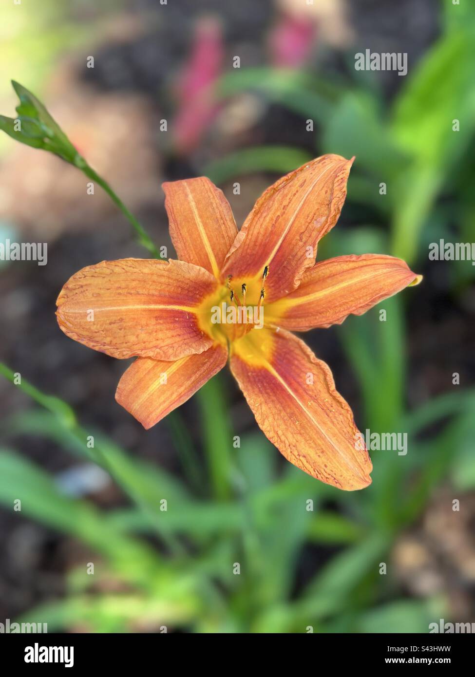 Orange tiger lily Foto Stock