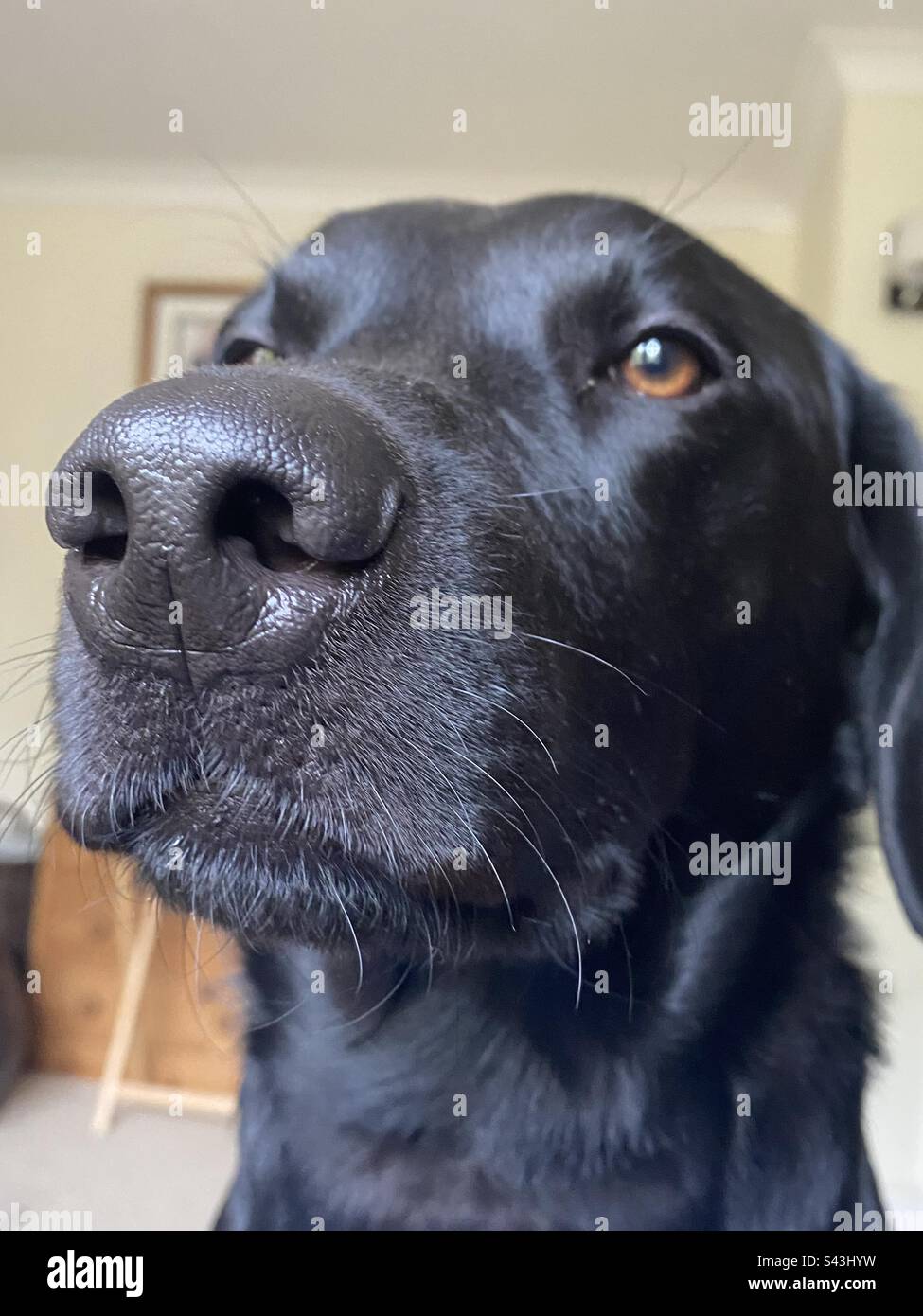 Primo piano del naso e del viso nero di Labrador Foto Stock