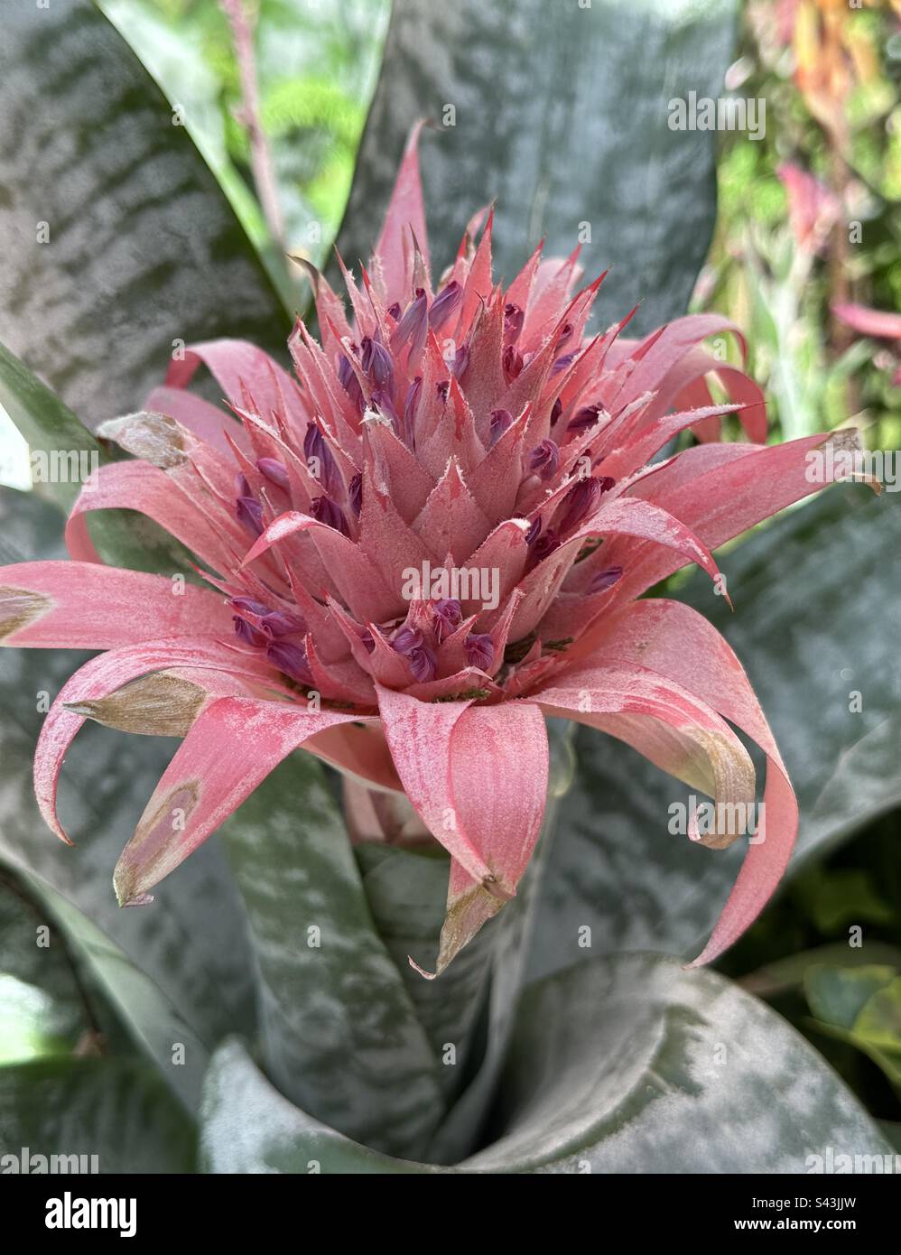 Rosa Aechmea anche conosciuto come pianta di bromeliad - Immagine stock catturata con smartphone