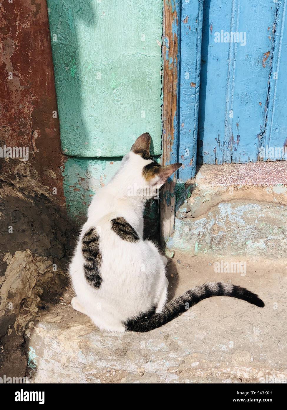 Gatto che mostra che è tornato Foto Stock