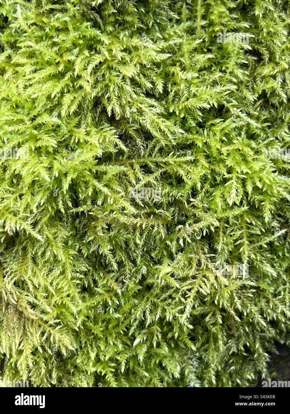 Primo piano di muschio verde fresco (Eurhynchium praelongum) nel giardino di campagna inglese Foto Stock