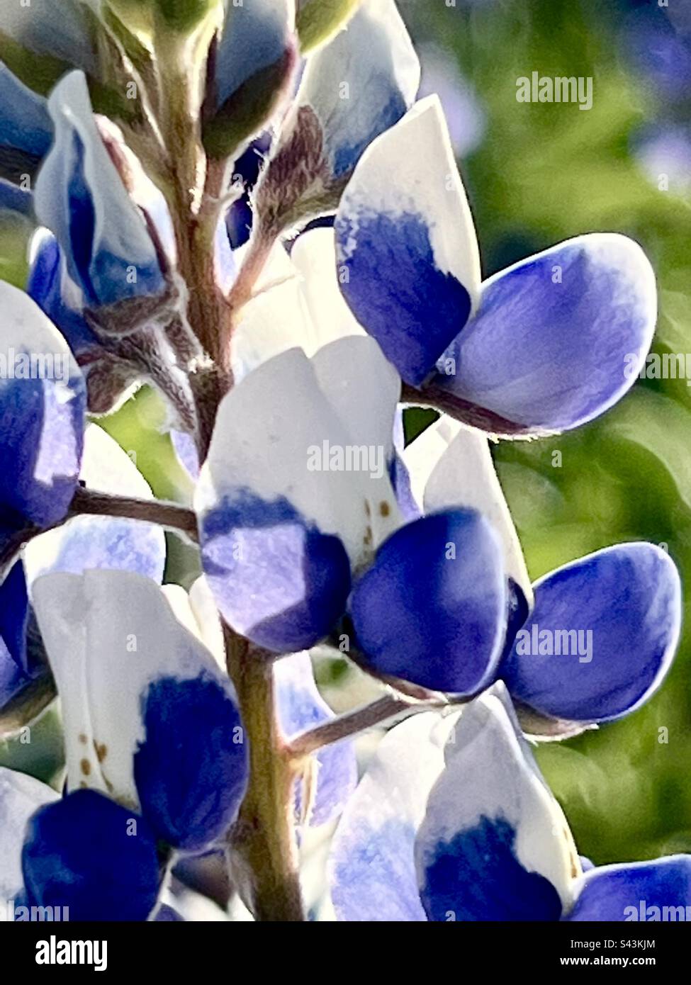 Primo piano di un cofano motore - Immagine stock catturata con smartphone