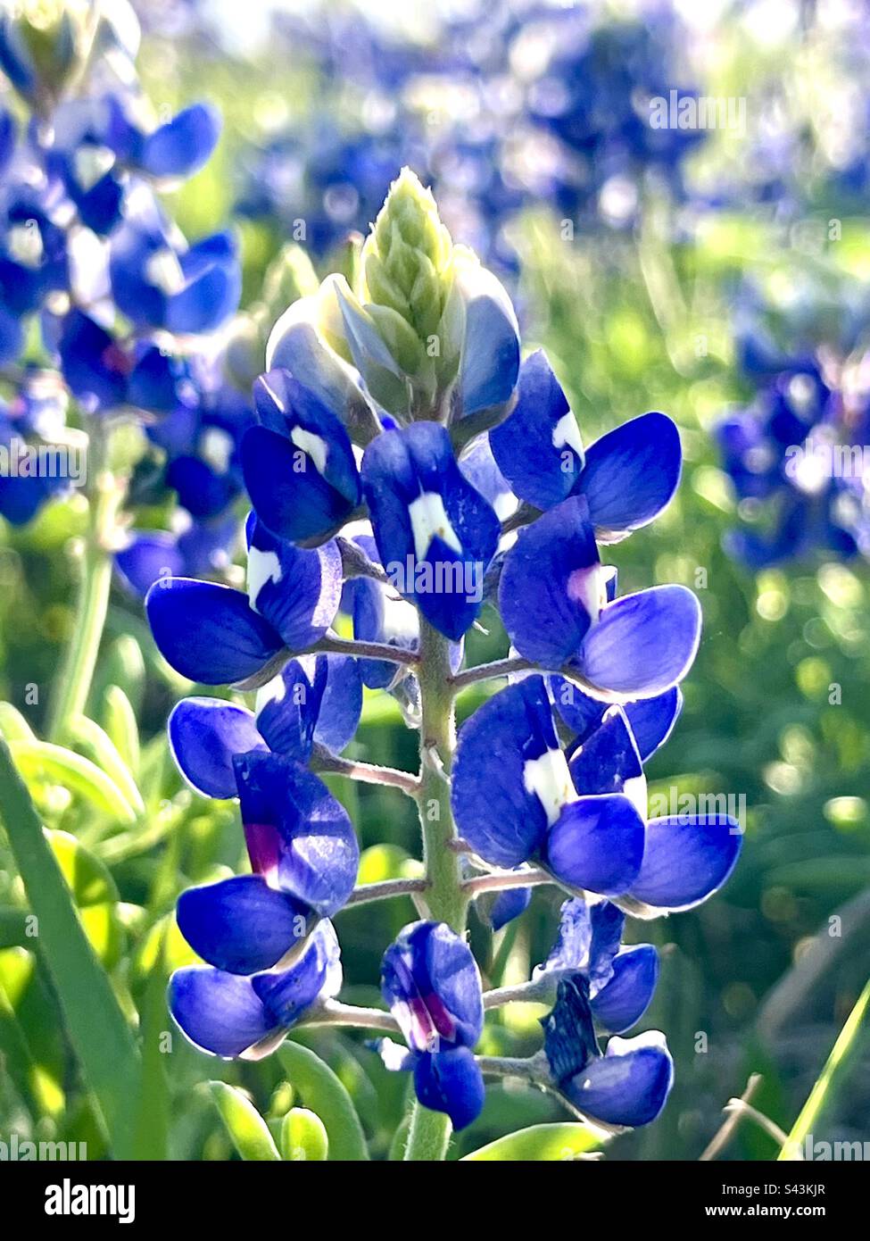 Bluebonnet Foto Stock