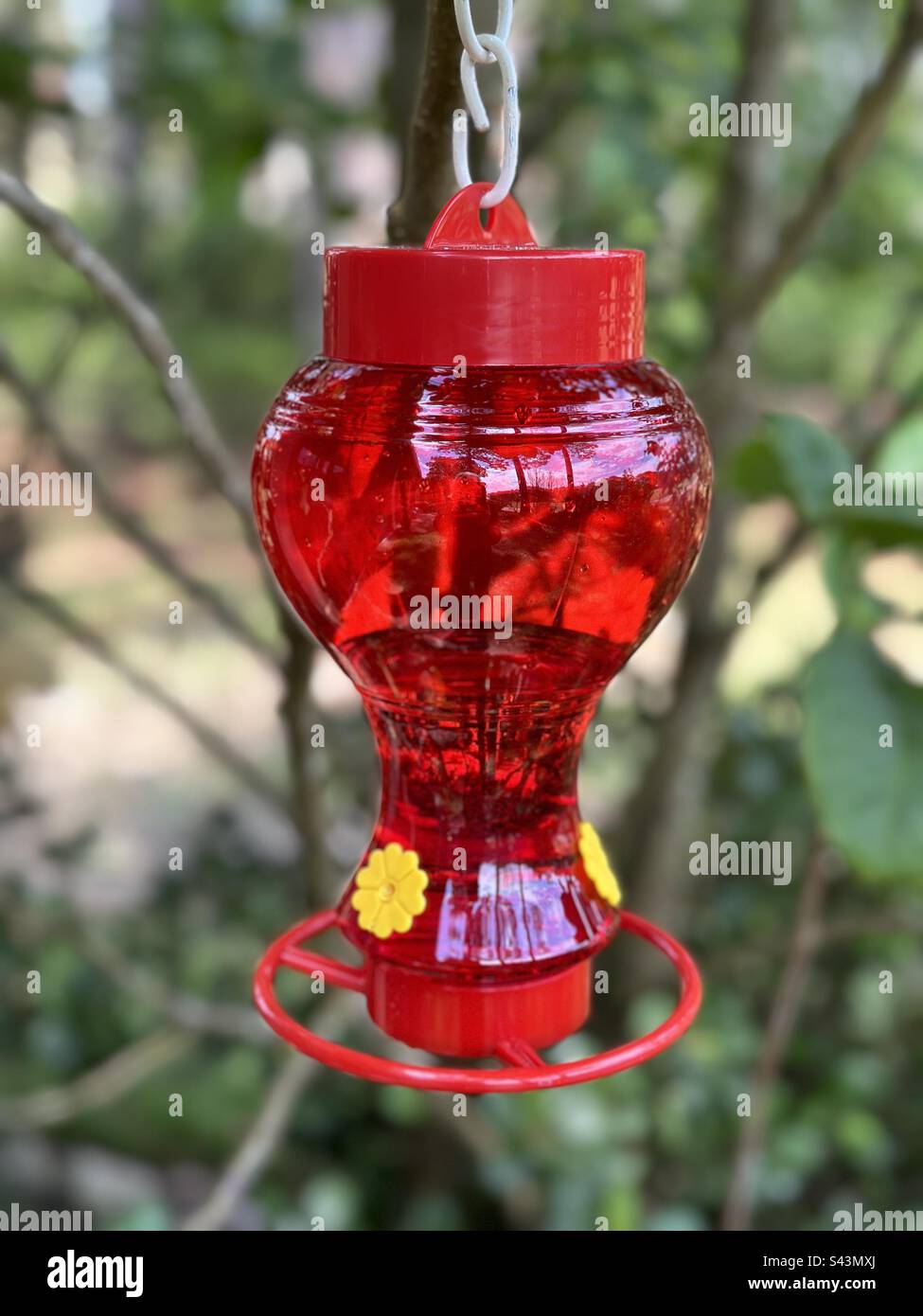 Hummingbird alimentatore appeso ad un albero Foto Stock