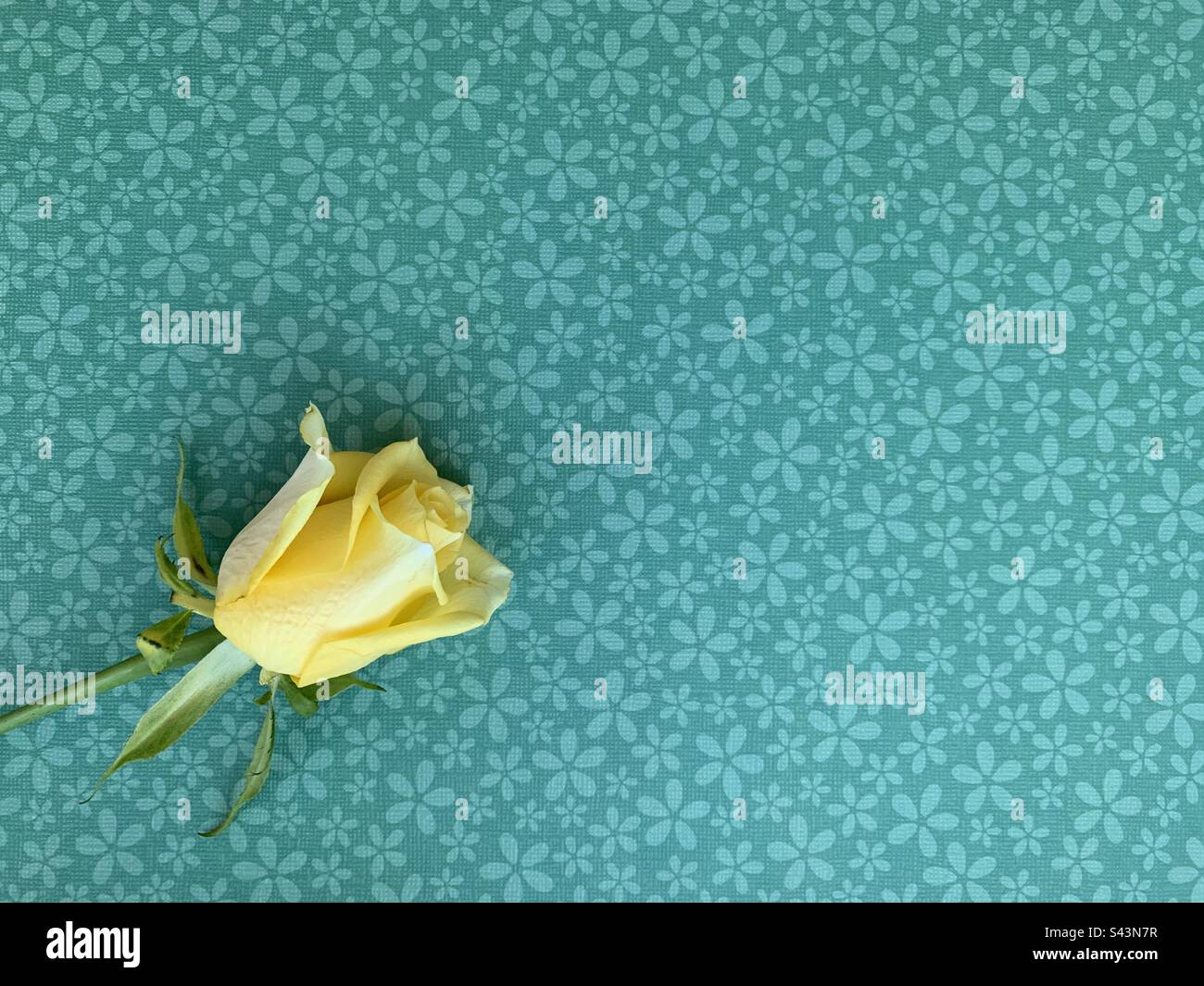 Rosa gialla singola su sfondo verde floreale - Immagine stock catturata con smartphone