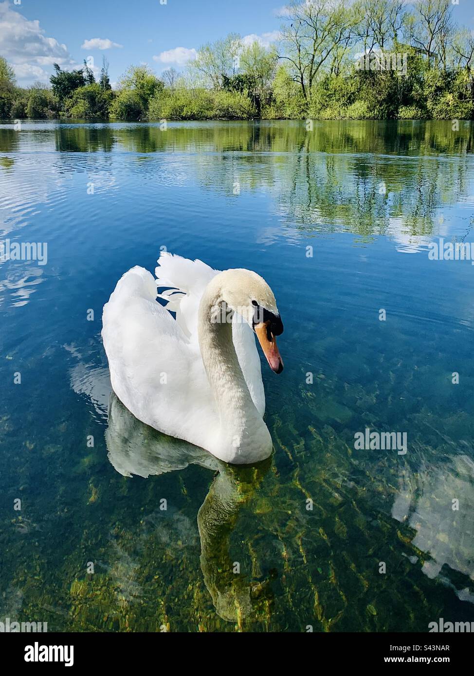 Swan sul lago Hinksey, Oxford Foto Stock