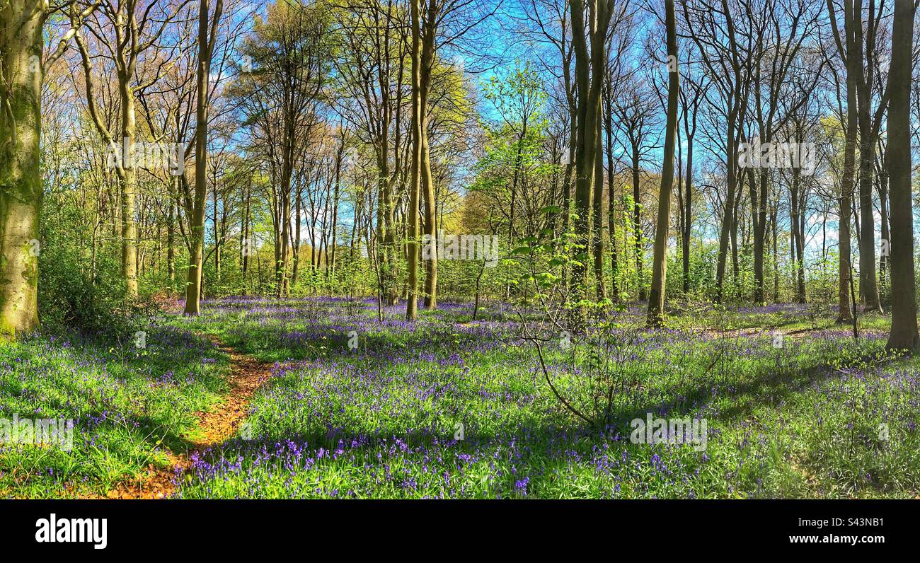 Bluebell Woods in primavera vicino a Winchester Hampshire Regno Unito Foto Stock
