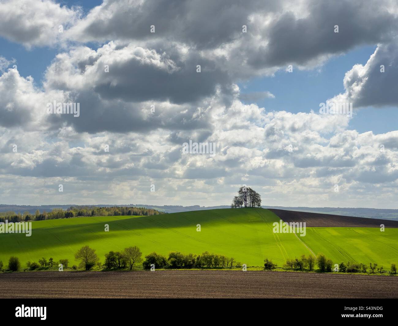 Corteccia di Brightwell Foto Stock