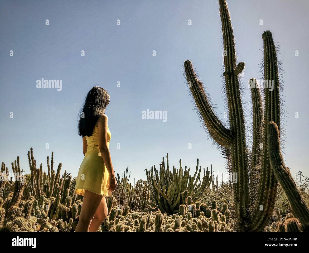 Vista laterale di una giovane donna dai capelli lunghi in un abito giallo che cammina in un campo di cactus contro un cielo azzurro chiaro e chiaro. - Immagine stock catturata con smartphone