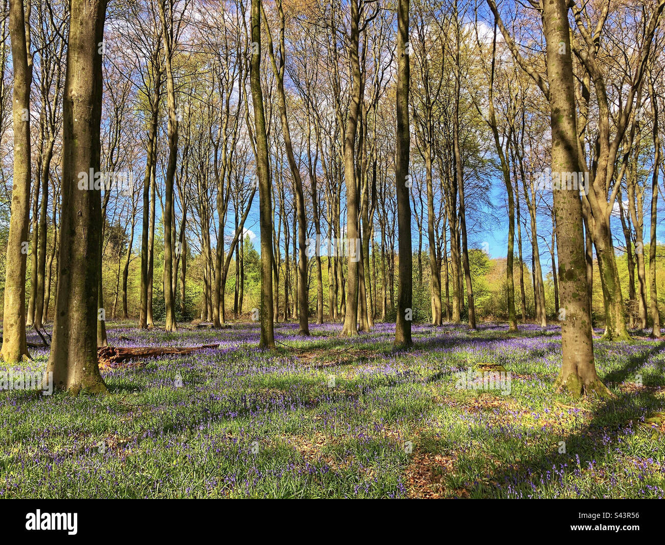 Bluebells e le faggi in una foresta dell'Hampshire vicino a Winchester Regno Unito Foto Stock