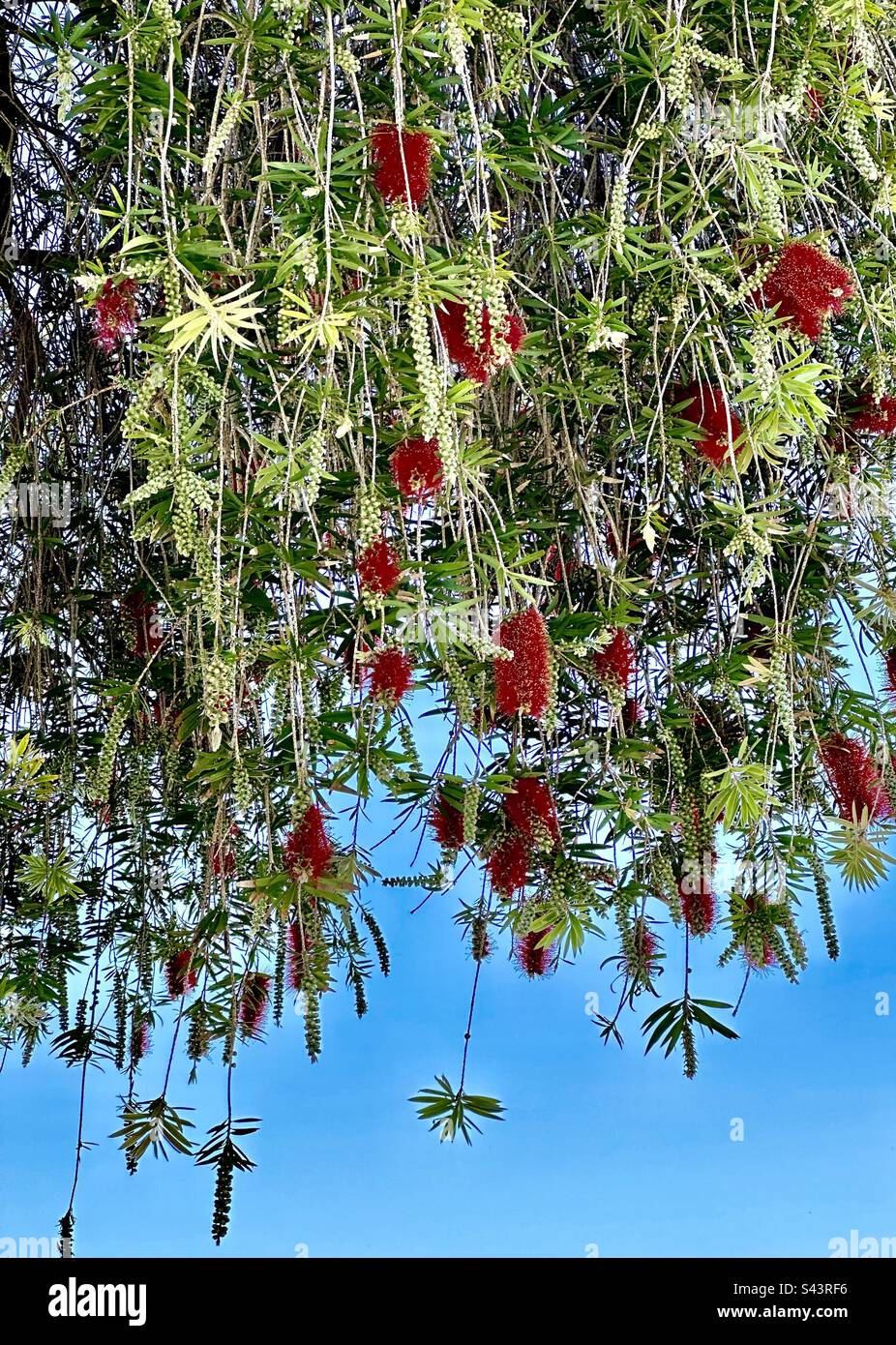 Crimson Bottlebrush (Melaleuca) è una pianta australiana nativa ampiamente coltivata per i suoi fiori rossi. Foto Stock