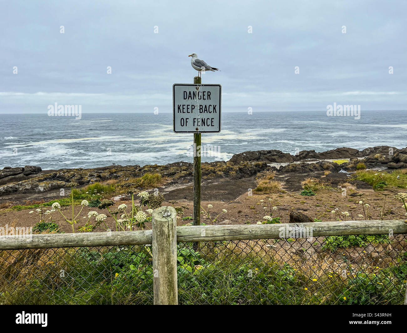 Seagull disobbedire alle regole, Oregon costa Foto Stock