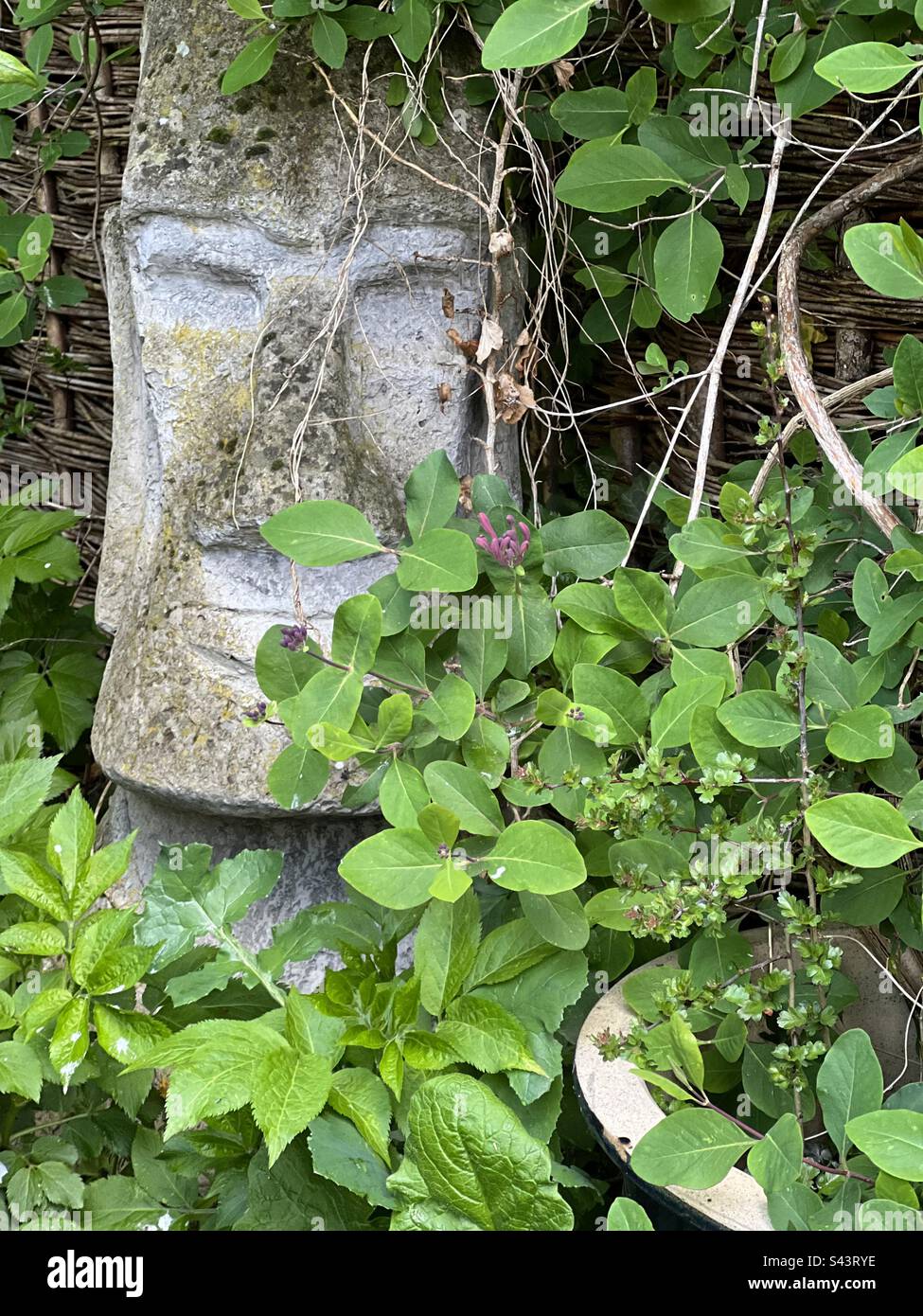 La testa di pietra dell'isola di Pasqua è circondata da un nido d'ape Foto Stock