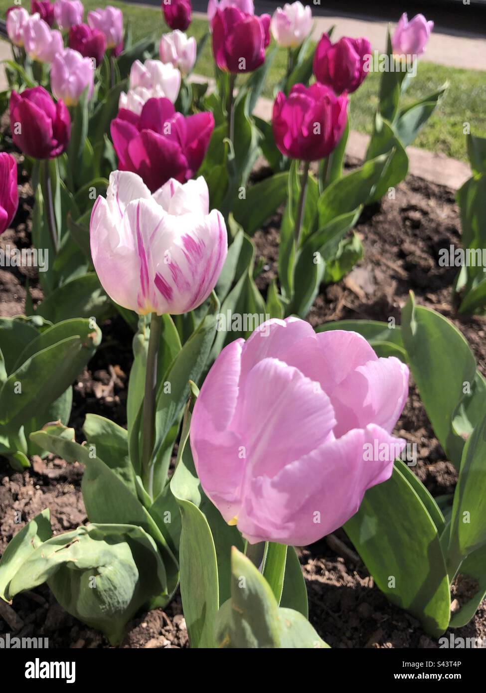 Tulipani rosa e magenta in fiore. Foto Stock