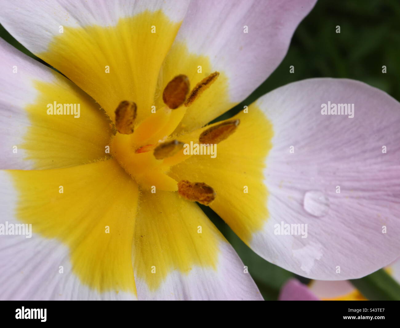 Tulip e la pioggia goccia Foto Stock