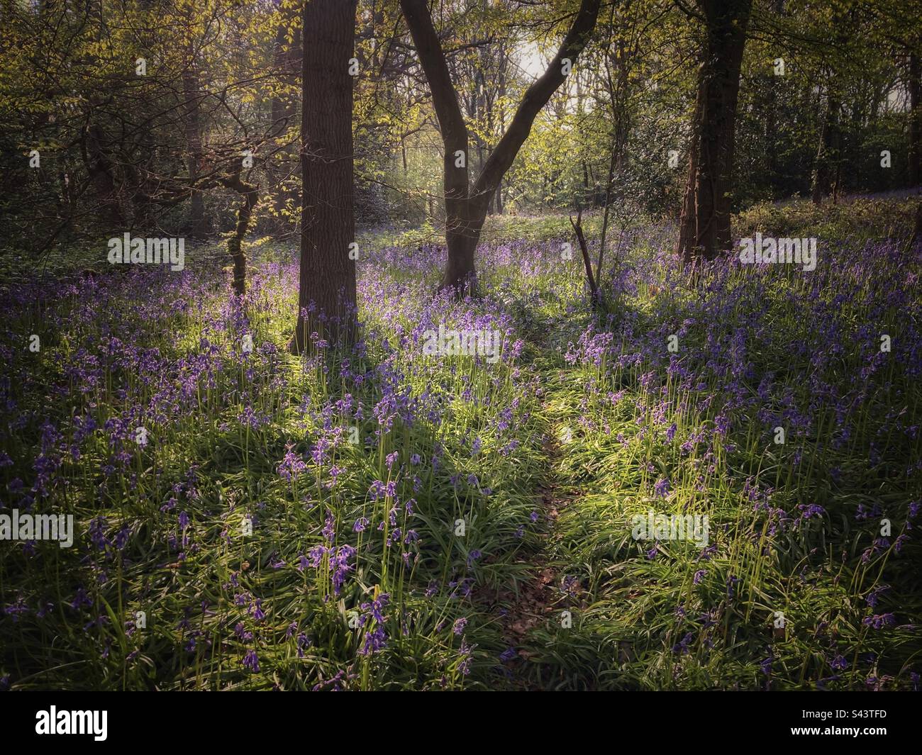 Bluebells in un bosco in una giornata di primavera brillante. - Immagine stock catturata con smartphone