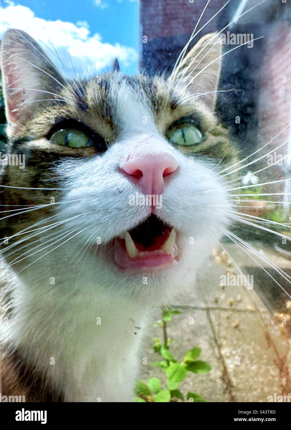 Gatto che mostra i denti e parla - Immagine stock catturata con smartphone