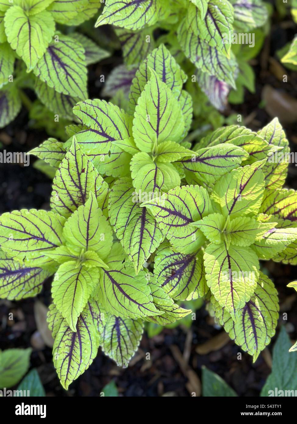 Salvia verde e viola Foto Stock