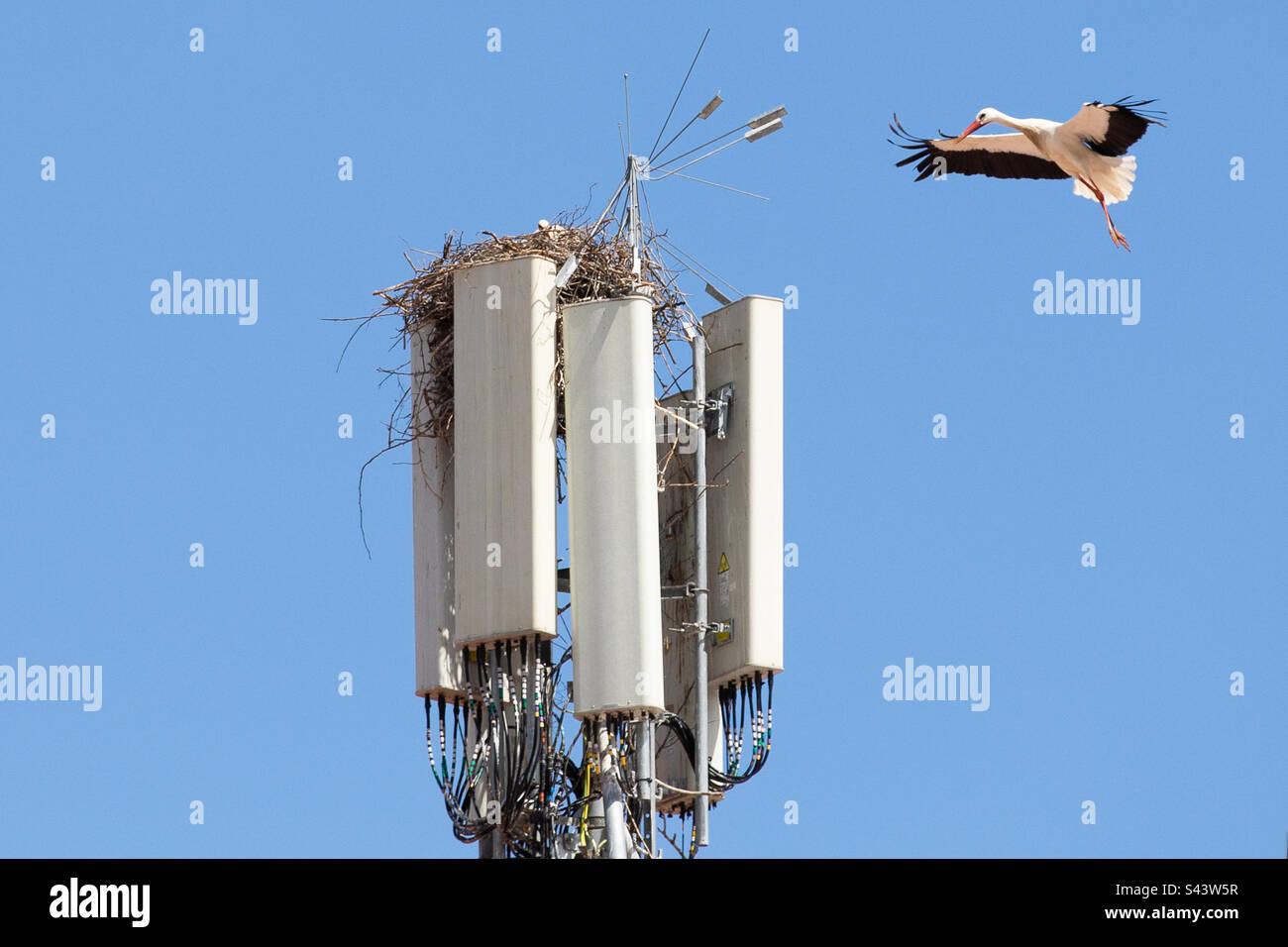 Nido di cicogna sulla torre del telefono Foto Stock