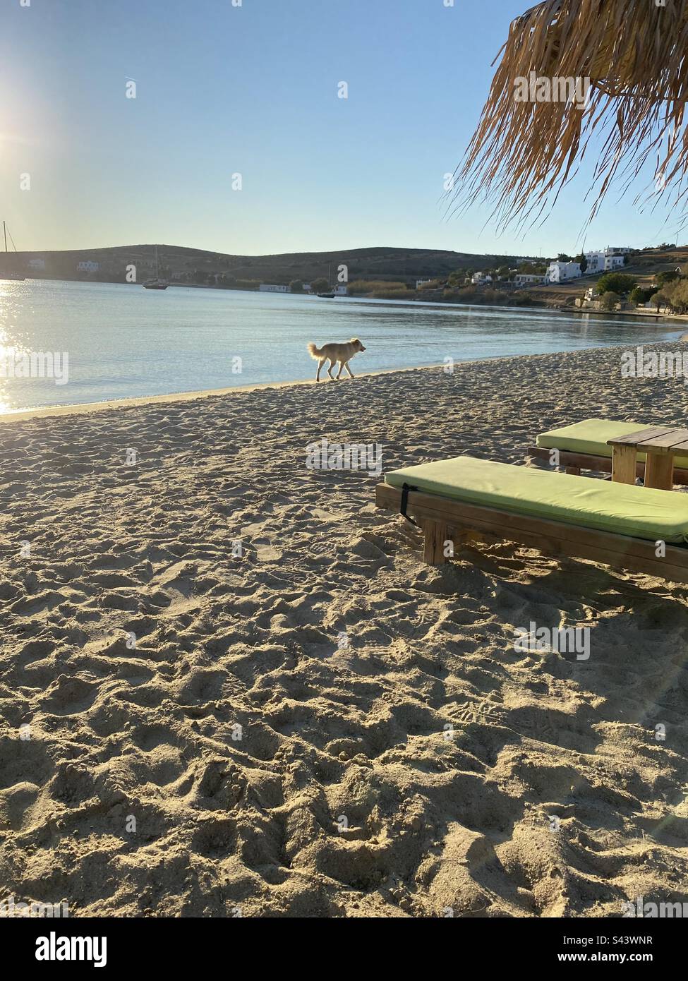 Cane a piedi lungo la spiaggia Foto Stock