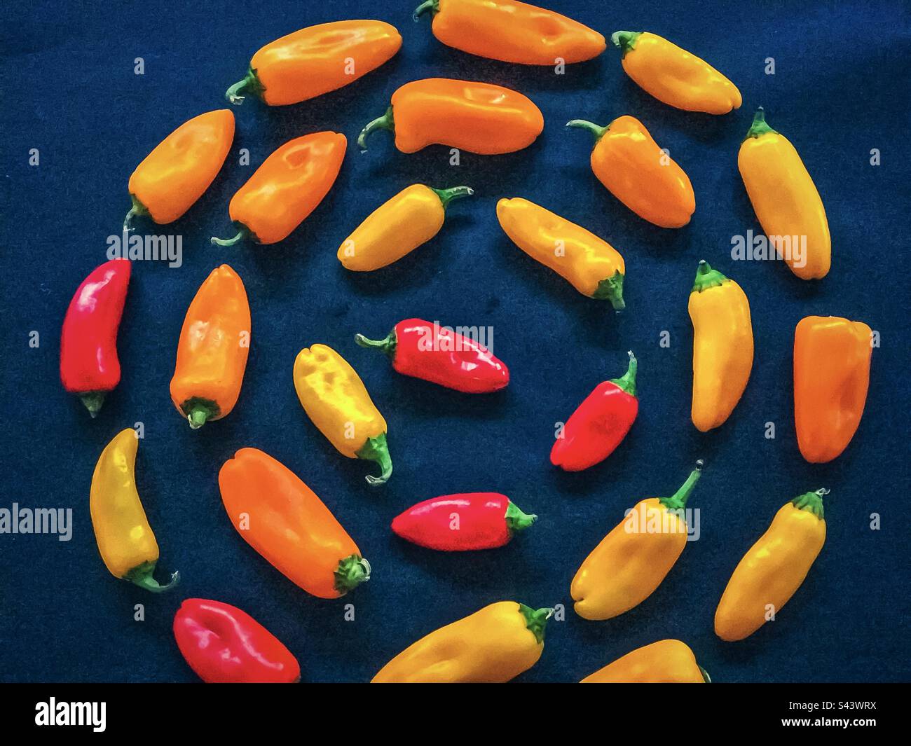 Direttamente sopra la vista di mini peperoni dolci colorati anche noti come capsicums del bambino disposti in un modello a spirale su fondo nero. Mangiare sano. - Immagine stock catturata con smartphone