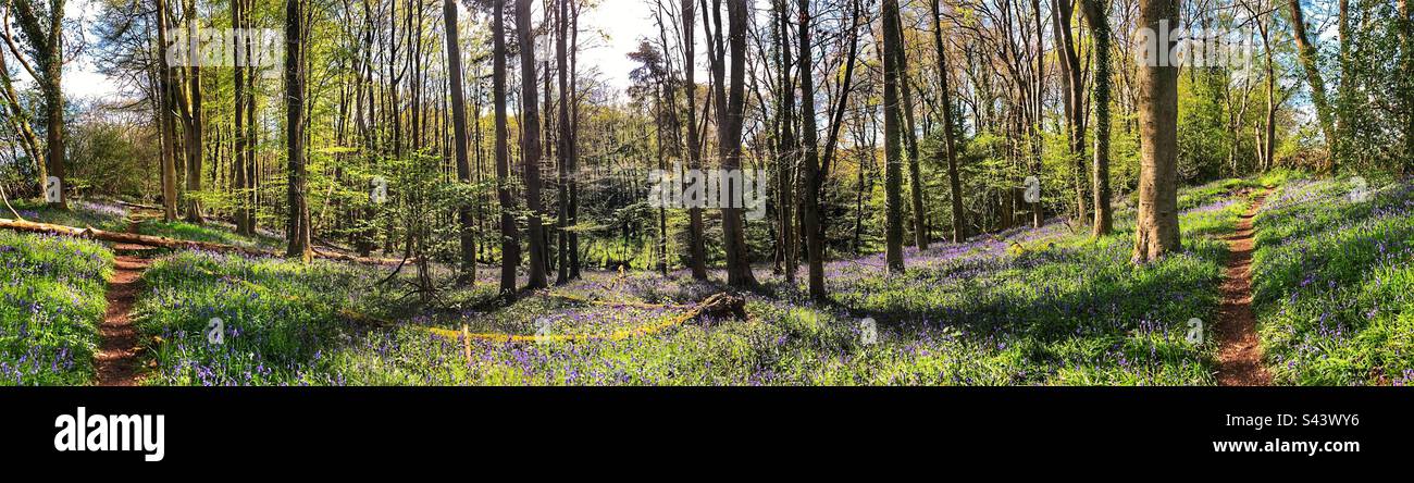 Bluebell Walk a Stoke Park Woods Bishopstoke Hampshire Regno Unito Foto Stock