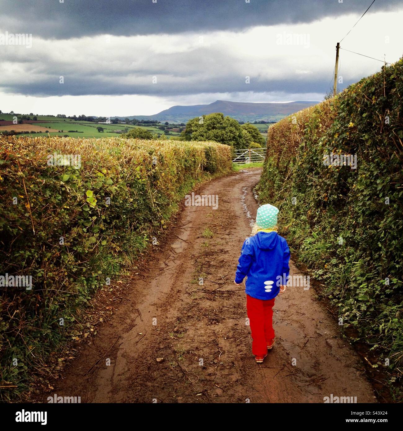 Giovane ragazza di 4 anni che cammina lungo una tradizionale strada di campagna fangosa tra alte siepi esplorando la campagna inglese gallese Foto Stock