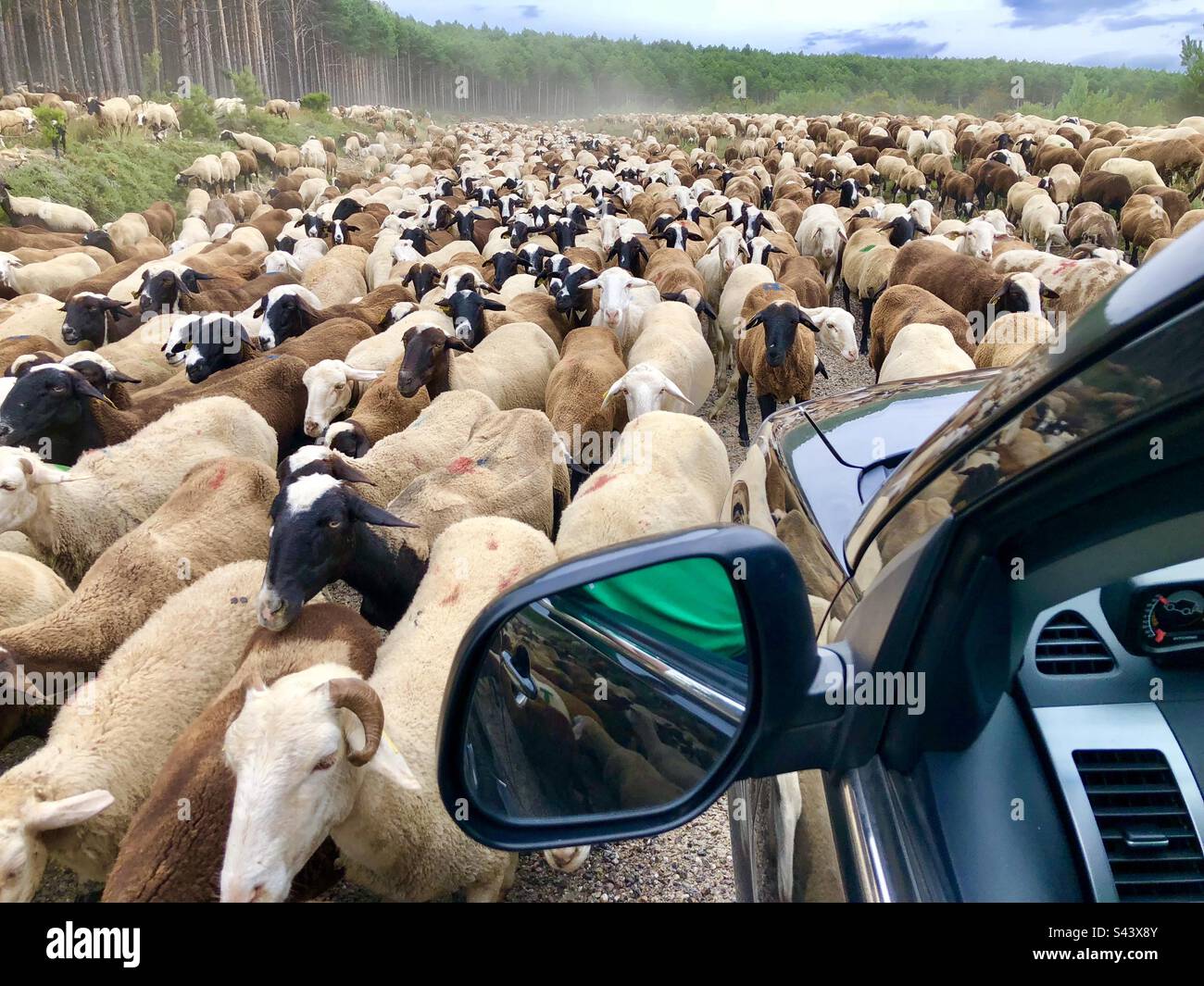 Vista della transumanza delle pecore da un'auto sulla strada - Immagine stock catturata con smartphone