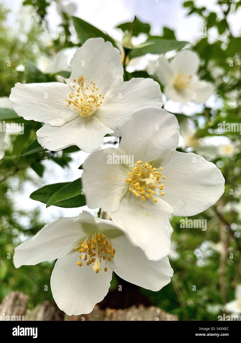 Philadelphus lewisii: Mock Orange uno dei più belli, ma notevolmente sottoutilizzati, nativi della tarda primavera / inizio estate è il nostro nativo Mock Orange, Philadelphus lewisii. - Immagine stock catturata con smartphone