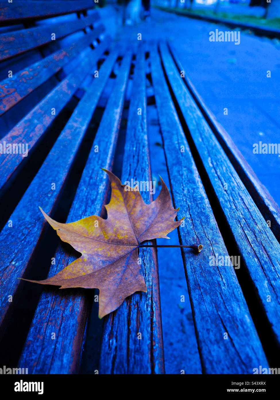 Una foglia giacente in una banca del parco in autunno Foto Stock