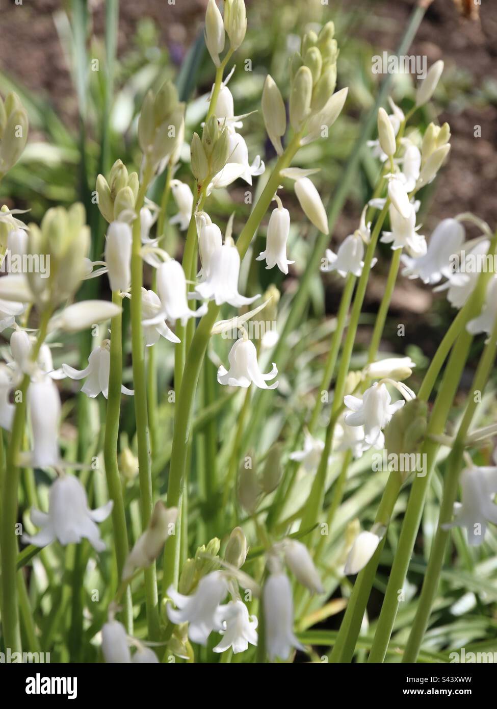Bluebells comune Foto Stock