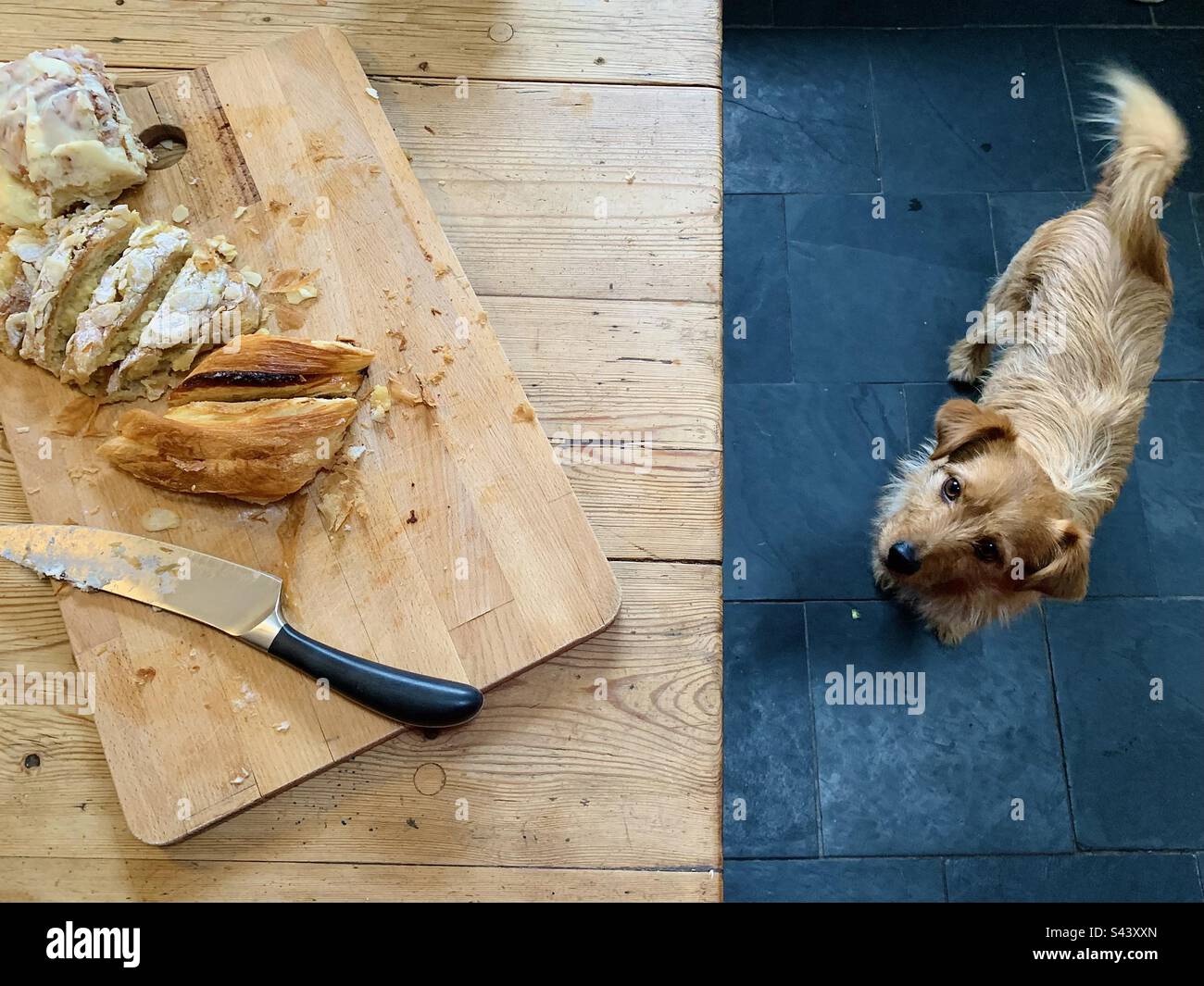 Cane che guarda verso il cibo Foto Stock