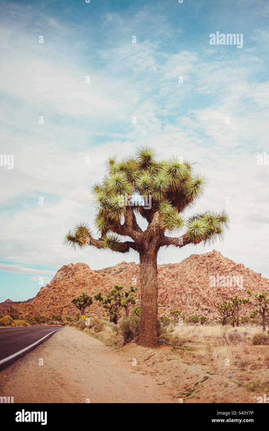 Joshua Tree National Park situato negli alti deserti della California, USA - Immagine stock catturata con smartphone
