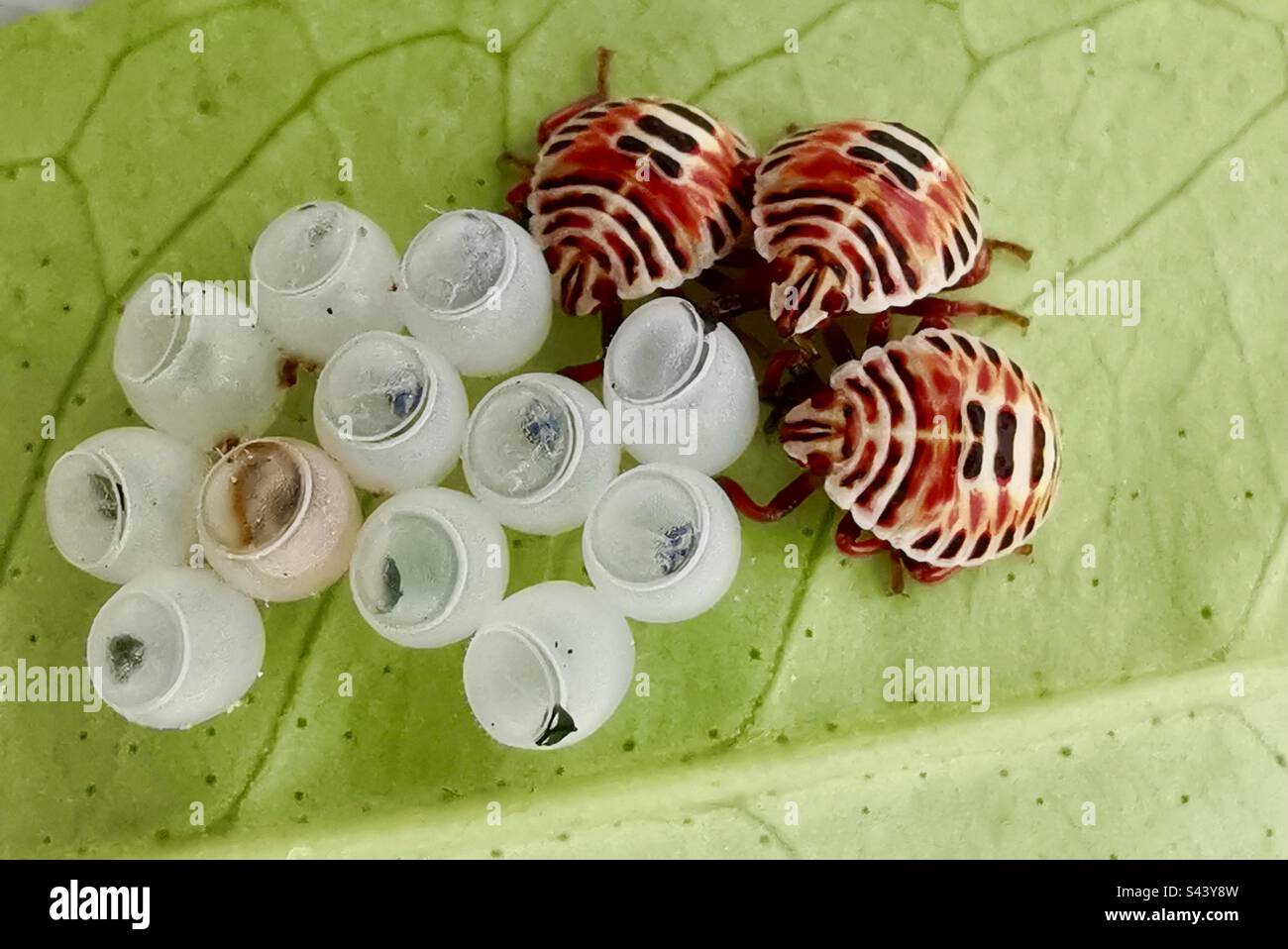 Carino scarabei bambino su una foglia di un albero di limone. - Immagine stock catturata con smartphone