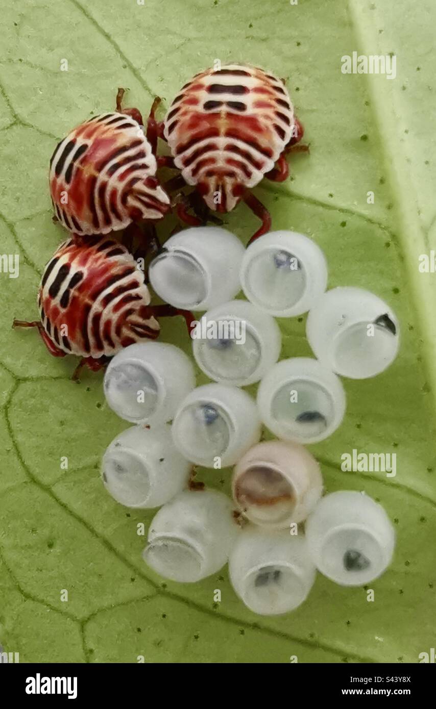 Carino scarabei bambino su una foglia di un albero di limone. - Immagine stock catturata con smartphone