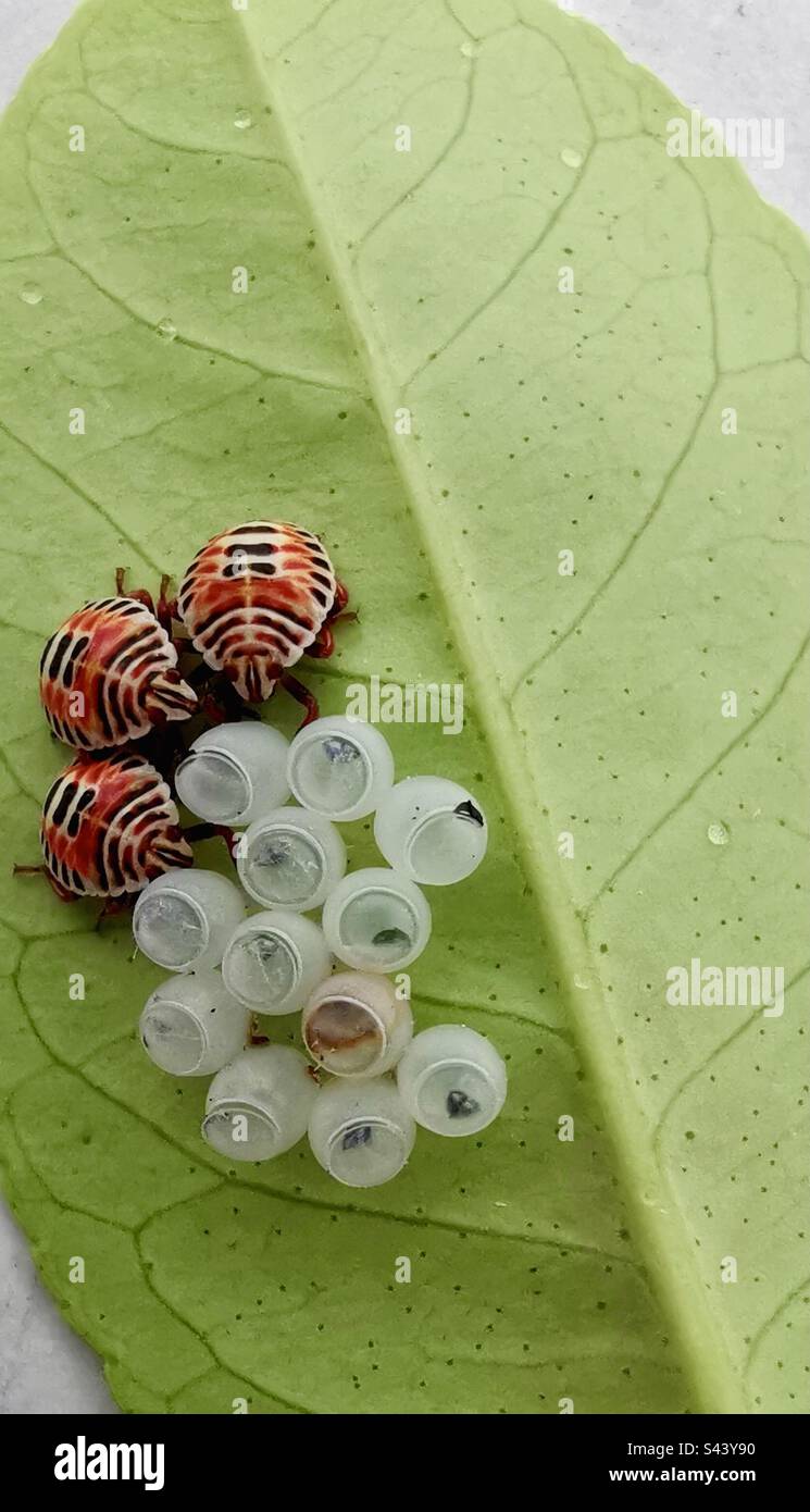 Carino scarabei bambino su una foglia di un albero di limone. - Immagine stock catturata con smartphone