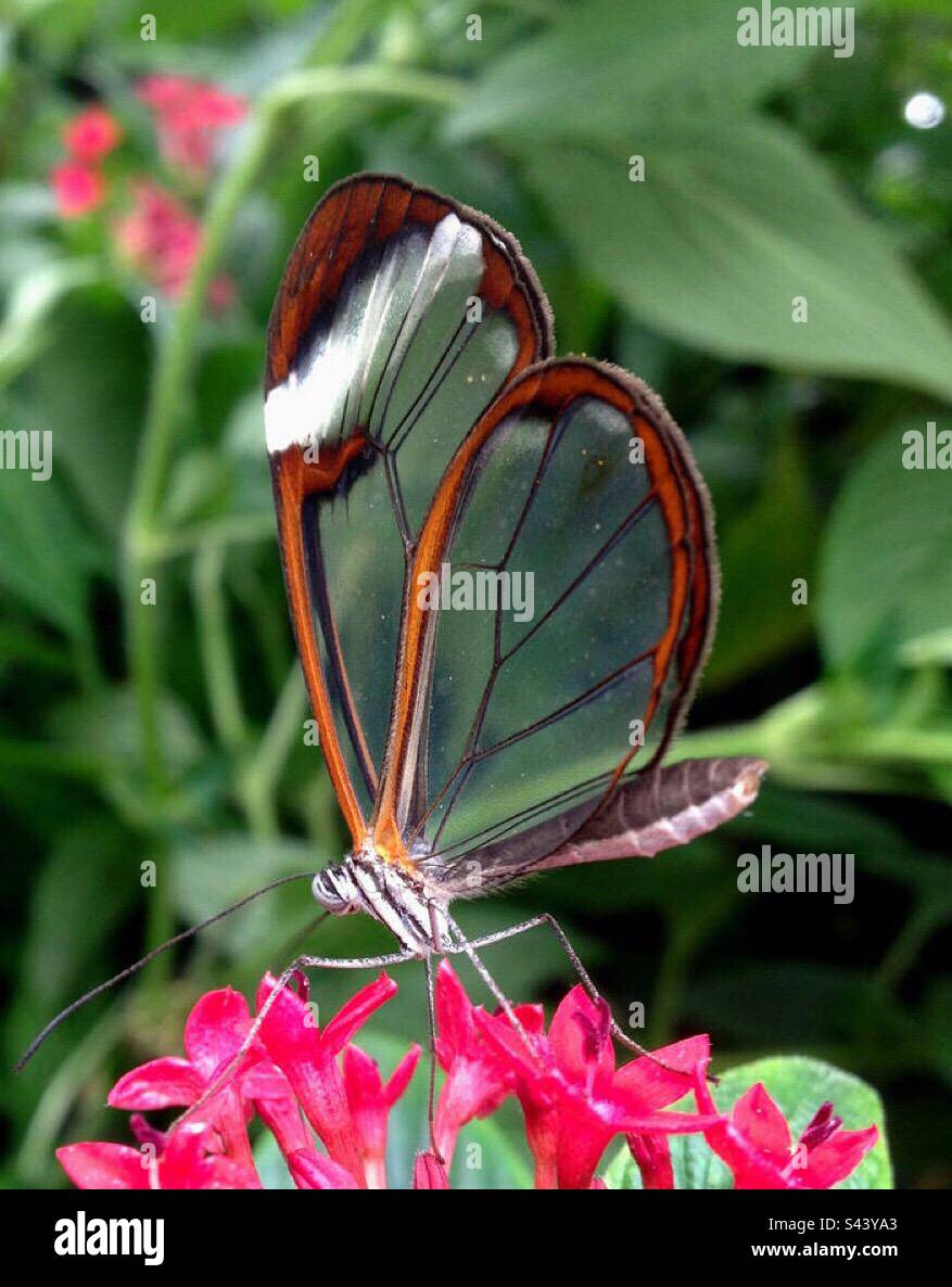 Anta vetro Butterfly Foto Stock